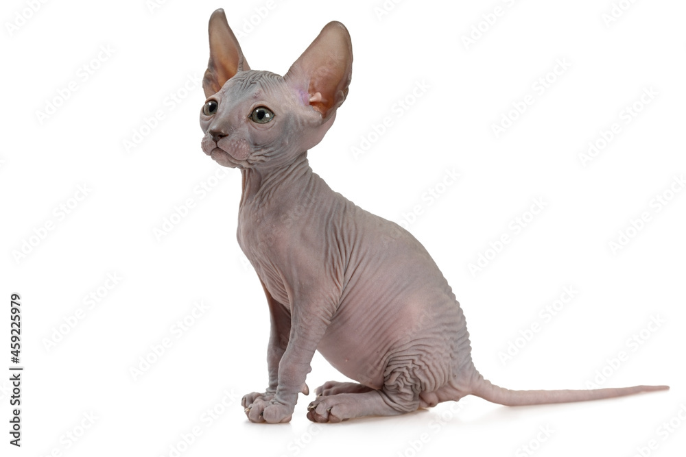 Adorable hairless Canadian Sphinx kitty
