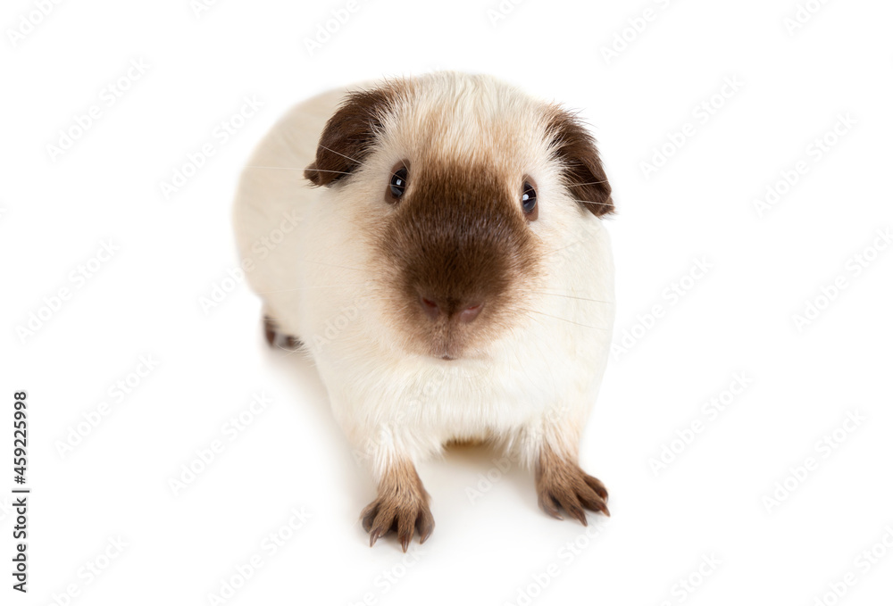 Guinea pig close-up