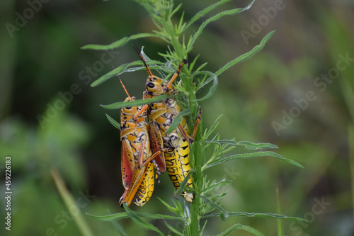 Eastern Lubber Grasshopper on a stick. photo