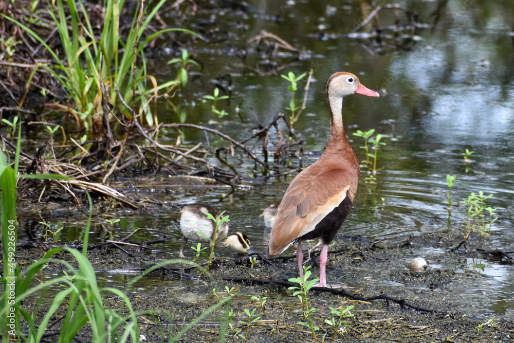 Obraz premium black-bellied whistling ducks and ducklings in the lake