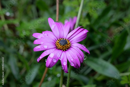 Purple Flower in the rain