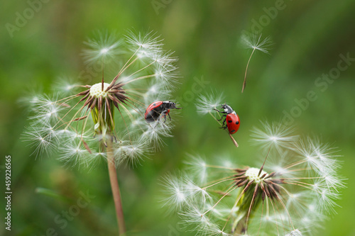 Beautiful two flying red ladybugs with white dandelion fluffy. Macro shot. selective focus 