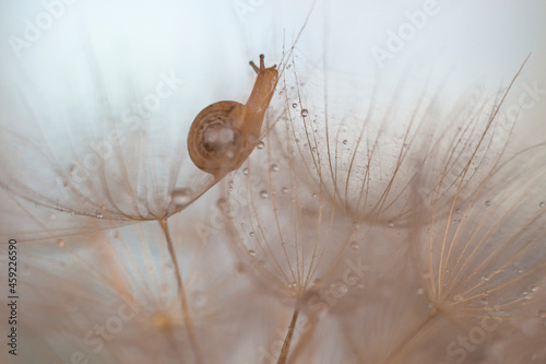 small brown garden snail on a goatbeard flower. Macro shot, selective focus photo