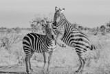 Plaufull Zebra
