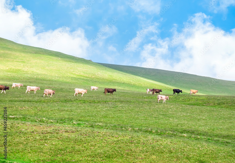 Cows grazing on the fresh green grass meadows or pasture in Bucegi Mountains ( Carpathian Moutains), Romania. Idyllic rustic landscape Cows grazing on the fresh green grass meadows or pasture in Bucegi Mountains ( Carpathian Moutains), Romania. Idyllic rustic landscape
