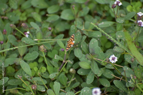 Orange spotted flower moth aka red waisted florella moth photo