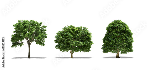 Wych Elm (Ulmus Glabra), Buckeye (Aesculus), Horse Chestnut (Aesculus Hippocastanum) Trees, Plants. Tree isolated on white Background photo
