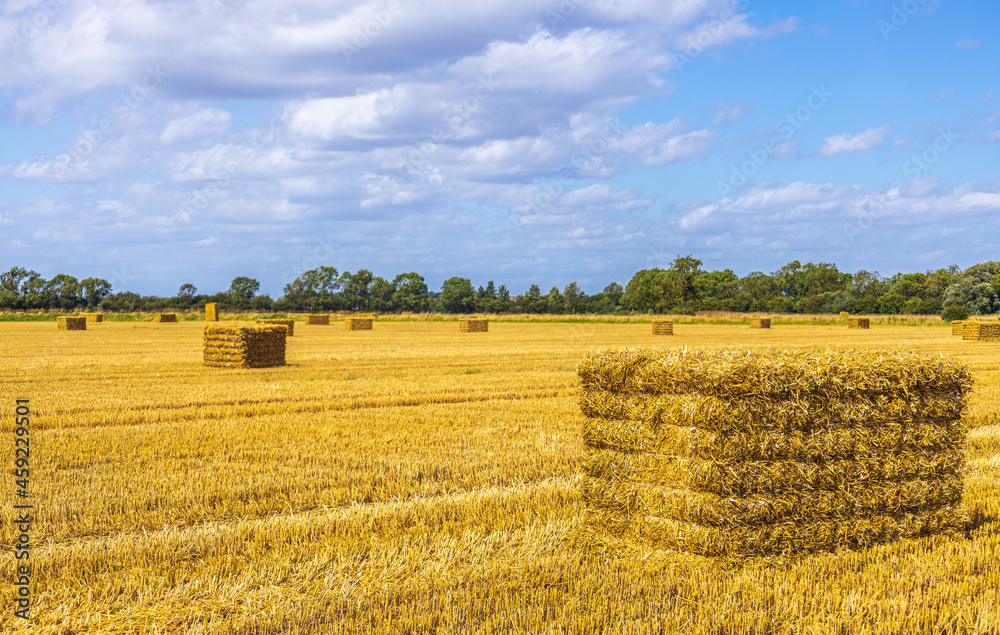 Fototapeta premium Wheat Field Hay Bail
