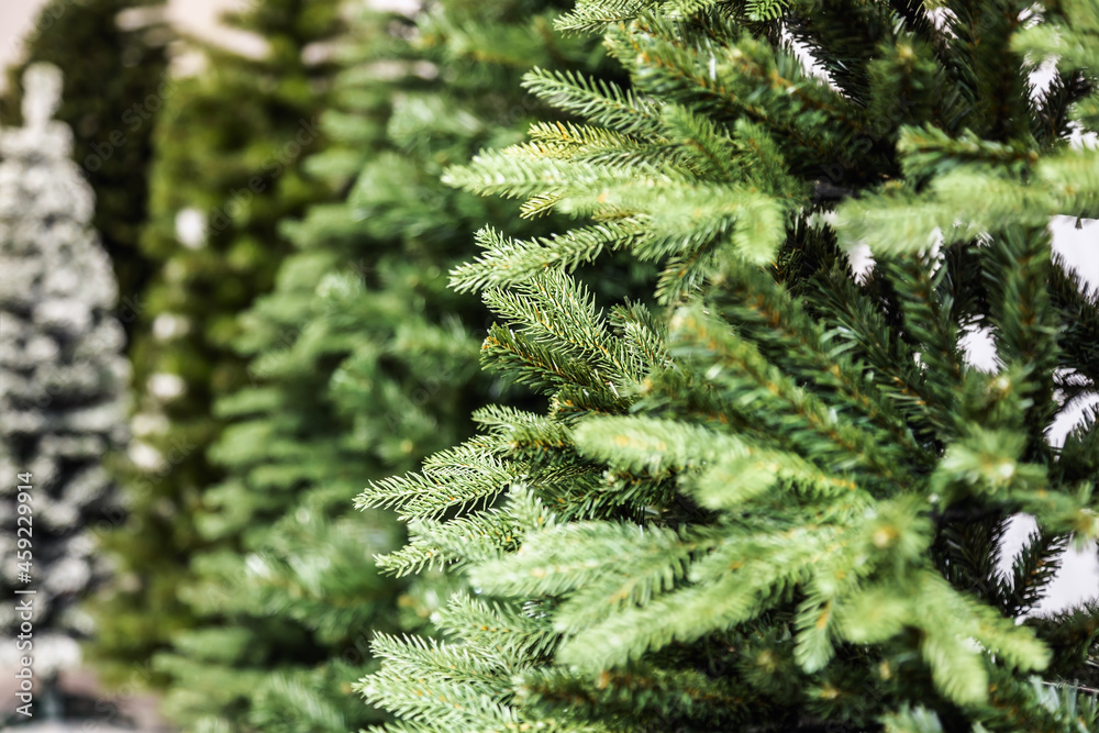 Christmas trees without decorations at the Christmas market for sale Christmas trees without decorations at the Christmas market for sale
