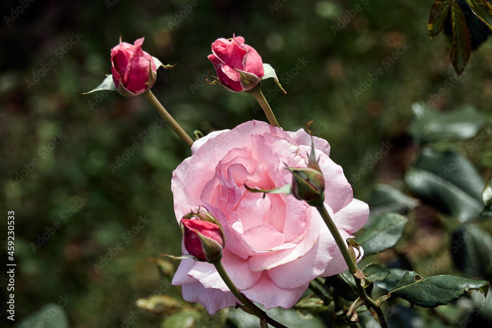 pink rose in garden