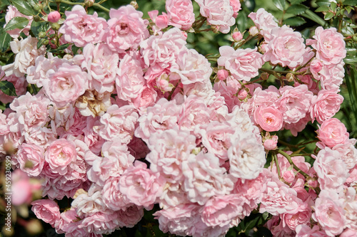 Fototapeta Naklejka Na Ścianę i Meble -  pink and white roses