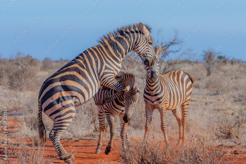 Fototapeta premium Plaufull Zebra
