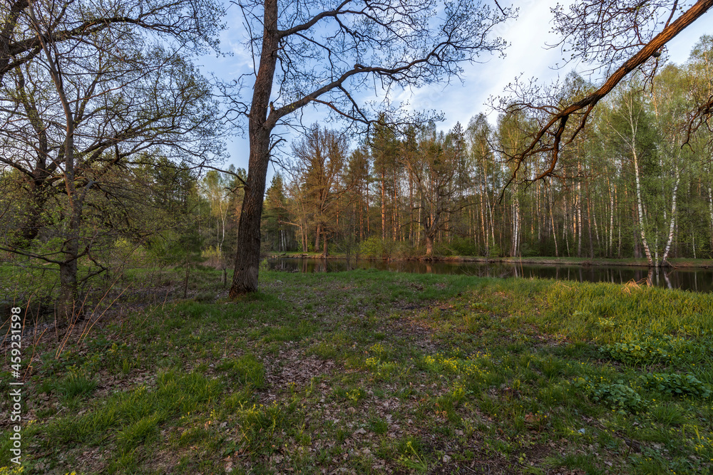 Obraz premium Picturesque landscape spring evening. The sun's rays illuminate the young greenery. Early spring in an oak grove.