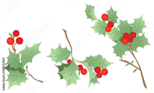 クリスマスのヒイラギ