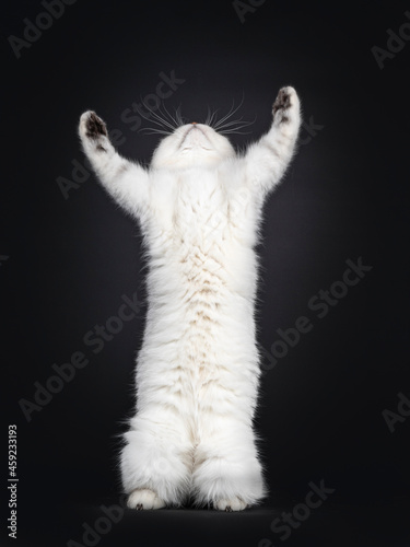 Obraz na płótnie Cute silver shaded British Shorthair cat kitten, on hinf paws reaching for something