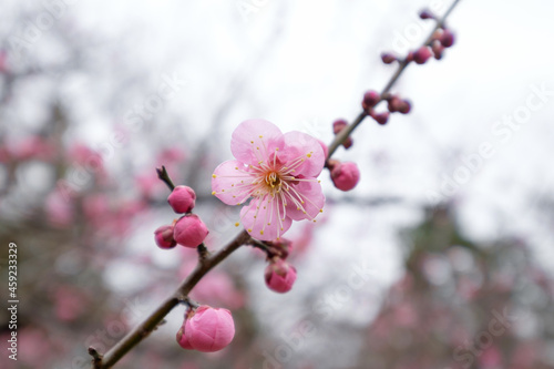 京都御所の紅梅