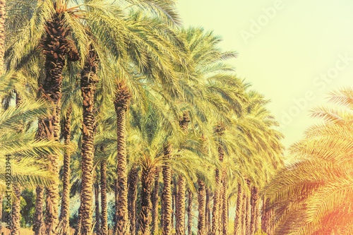 Plantation of date palm trees. Vintage tropical landscape. Beautiful exotic nature photo