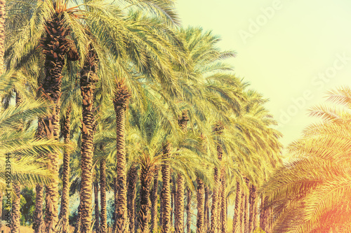Plantation of date palm trees. Vintage tropical landscape. Beautiful exotic nature