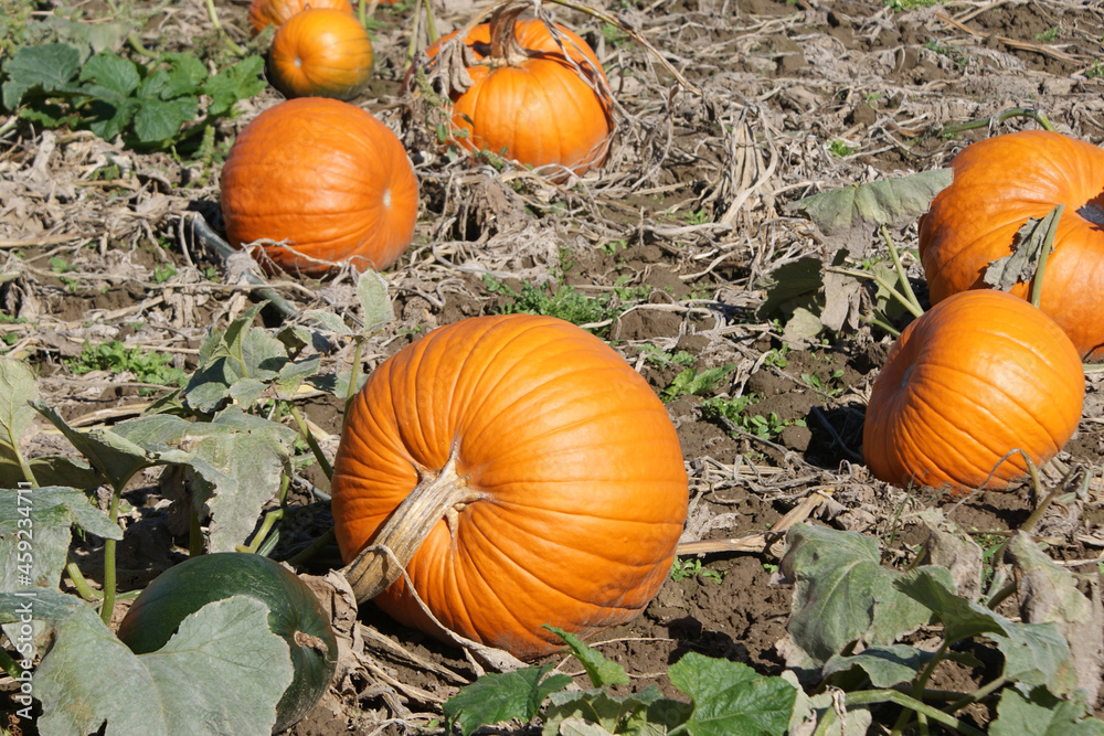 Fototapeta premium In the pumpkin patch looking for the perfect one