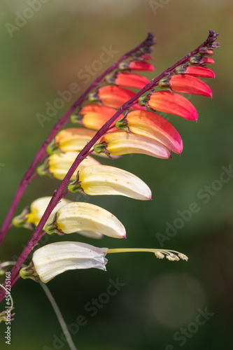 Close up of fire vine (ipomoea lobata) flowers in bloom photo