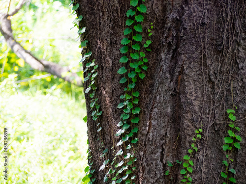 木の幹に巻き付く緑の蔦