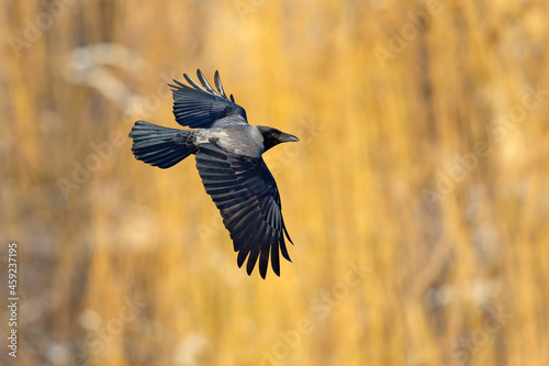 A hooded crow (Corvus cornix) in flight in a city park in Berlin. photo