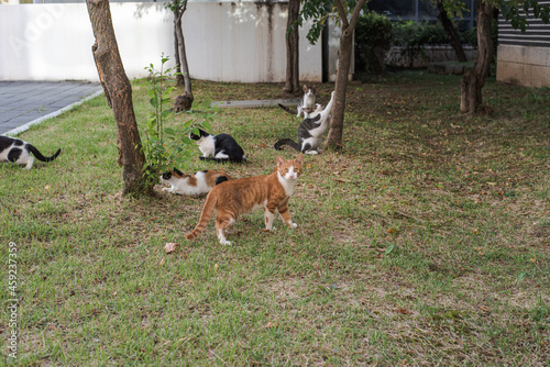Canvas Print street cats