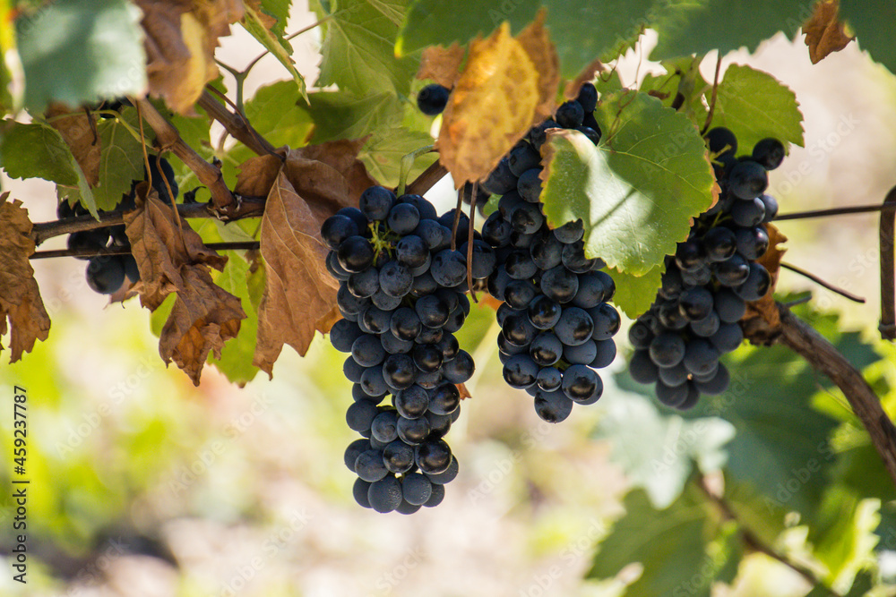 Fototapeta premium grappes de raisins noires en gros plan