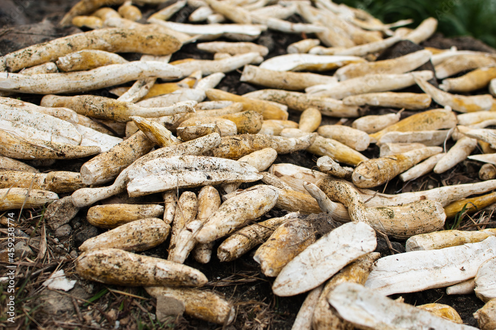 Cassava cut in half drying in the sun