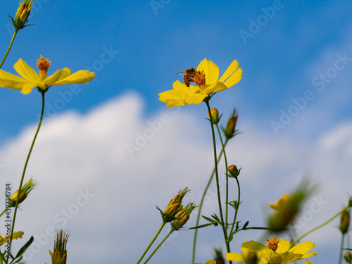 Fototapeta Naklejka Na Ścianę i Meble -  青空をバックに撮ったレモンブライトにとまる蜜蜂