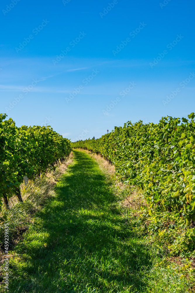 green vineyards rows. in summer time