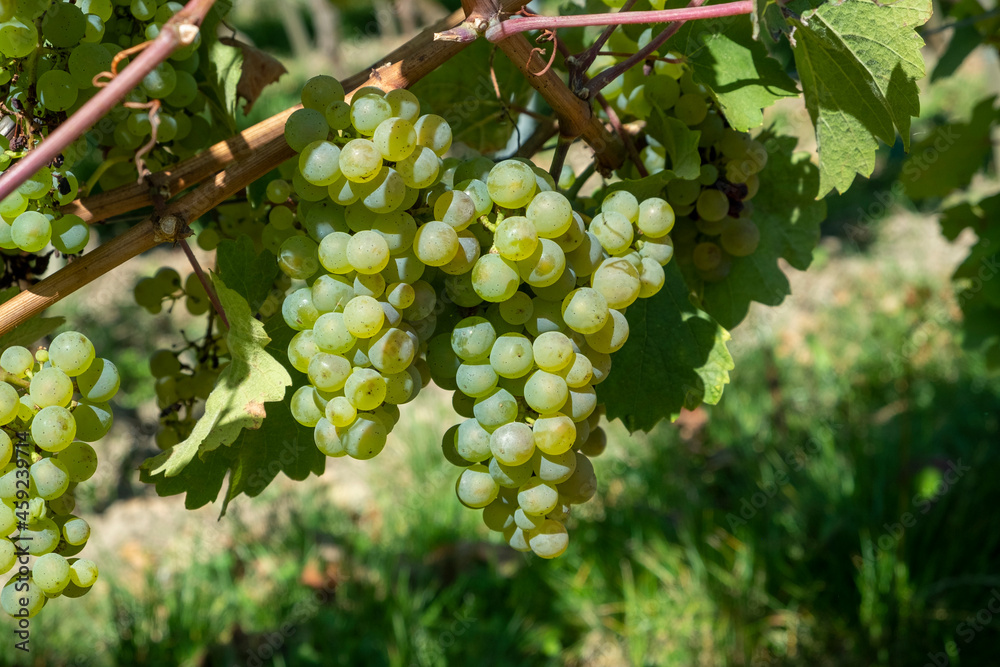 ripe green grapes in the vineyard in detail ripe green grapes in the vineyard in detail