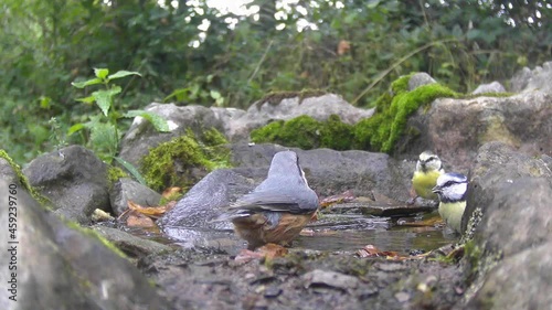 Kleiber (Sitta europaea) badet