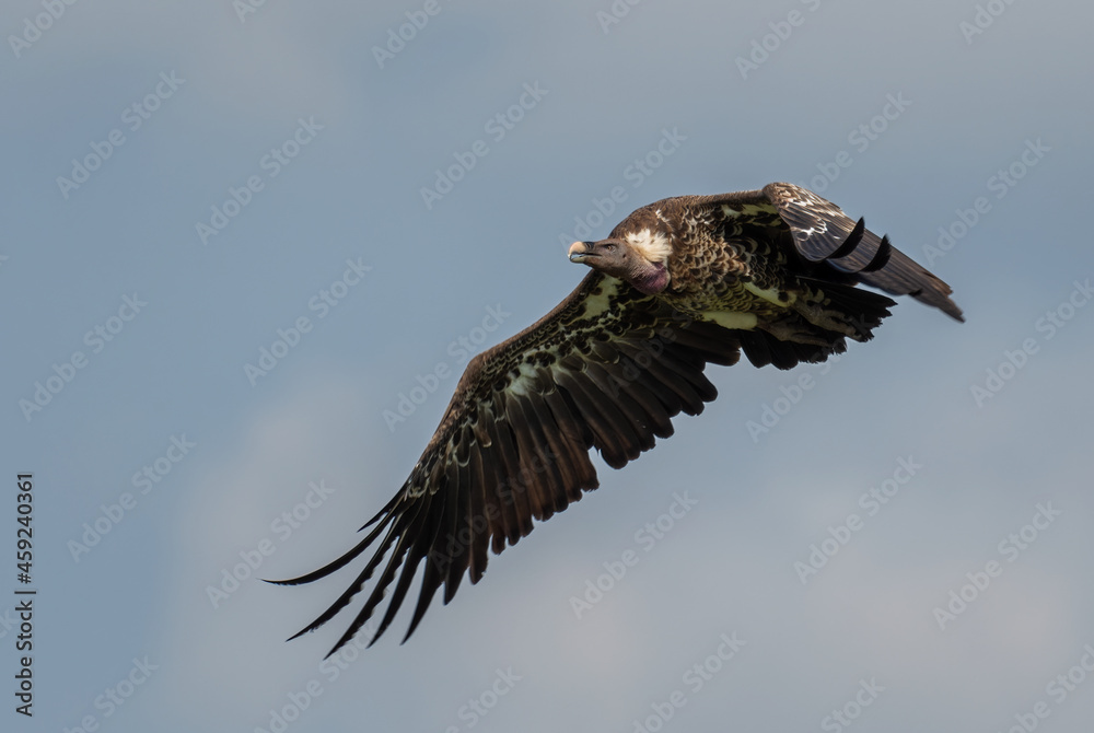 Fototapeta premium White-backed Vulture - Gyps africanus, large bird of prey from African bushes and savannahs, Murchison falls, Uganda.