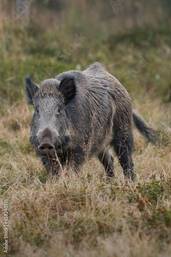Close up of Wild boar (Sus scrofa) standing un an alpine meadow, Alps mountains, Italy 