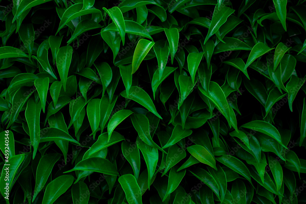 Full Frame of Green Leaves Pattern Background, Nature Lush Foliage Leaf Texture , tropical leaf Full Frame of Green Leaves Pattern Background, Nature Lush Foliage Leaf Texture , tropical leaf
