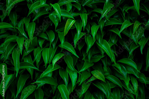 Full Frame of Green Leaves Pattern Background, Nature Lush Foliage Leaf Texture , tropical leaf