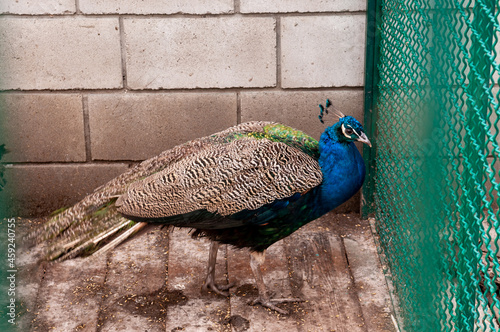 portrait of a peacock