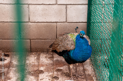 portrait of a peacock