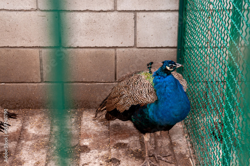 peacock in front of a fence