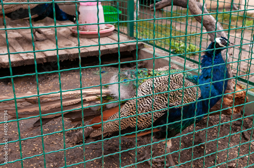 peacock in the zoo