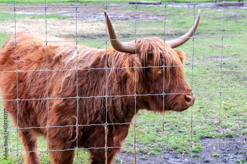 scottish highland cow