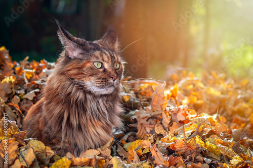 Fluffy cat Maine Coon sits on pile of fallen leaves in the autumn park. Sunny warm light. photo
