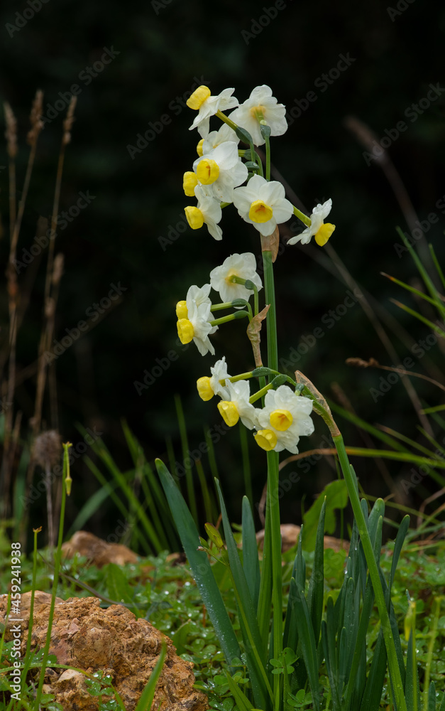 Narcissus flowers Algarve Portugal.