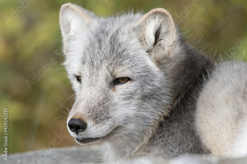 Fototapeta Naklejka Na Ścianę i Meble -  The Arctic Fox - Vulpes lagopus - adult animal portrait with soft natural background