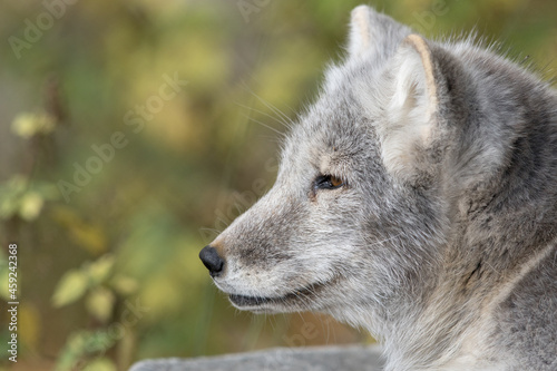 The Arctic Fox - Vulpes lagopus - adult animal portrait with soft natural background