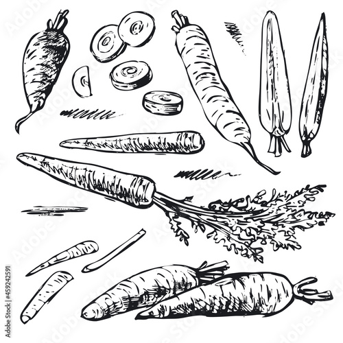 Collection of vector illustrations of carrots. Hand-drawn sketches. Vintage style engraving. Part 1