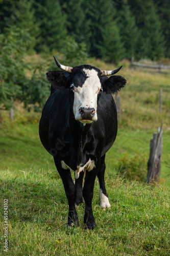 cows graze on the green grass of the mountain slope