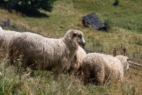 Sheep on grazing near mountain village, Carpathian mountains, Lazeschyna, Ukraine at autumn day