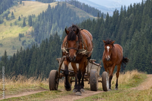 horse-drawn, going on a road in the Carpathian mountains. Ukraine